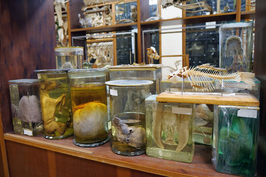 Animals internal organs. Animals internals in glass jars