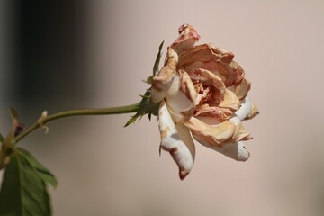 a rose flower close-up detail