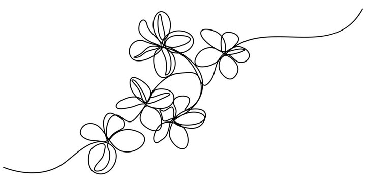 Plumeria flowers in continuous line art drawing style. Minimalist black line sketch on white background, Plumeria flowers in continuous one  line art drawing. Frangipani blossom. Vector illustration.