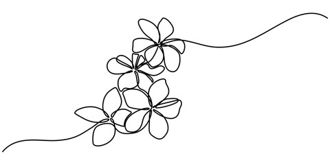 Plumeria flowers in continuous line art drawing style. Minimalist black line sketch on white background, Plumeria flowers in continuous one  line art drawing. Frangipani blossom. Vector illustration.