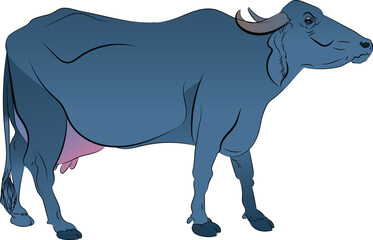 The water buffalo, also called the domestic water buffalo, the Asiatic water buffalo, originates in the Indian subcontinent and Southeast Asia.