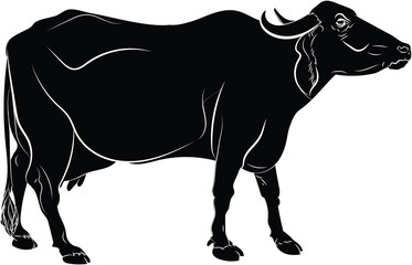 The water buffalo, also called the domestic water buffalo, the Asiatic water buffalo, originates in the Indian subcontinent and Southeast Asia.