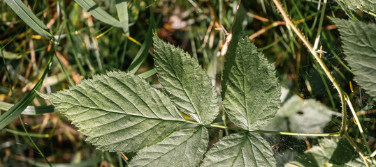 Nahaufnahme Blätter in der Natur, Breitbildformat