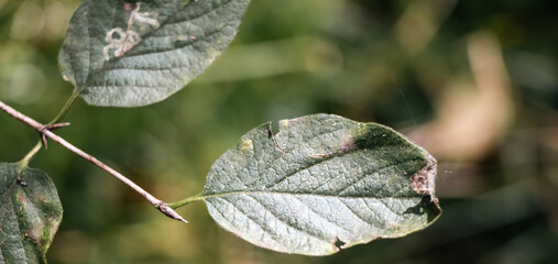 Nahaufnahme Blätter in der Natur, Breitbildformat