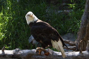 Eagle