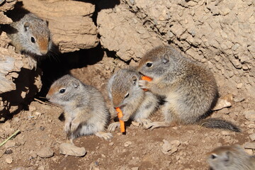 Squirrels eating