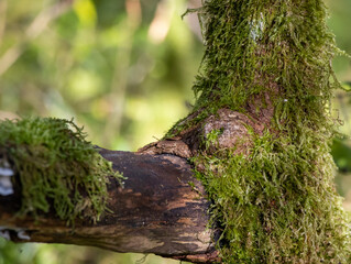 Baumstamm im Wald mit Rinde und Moos