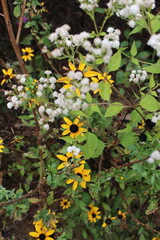yellow flowers