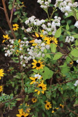 Fototapeta premium yellow and whoite flowers