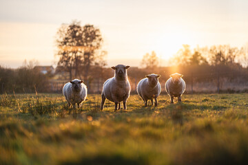 sheep in the field