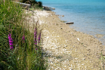 Fluss blau türkis (ohne Farbveränderung), Lechufer mit Steinen, Schlamm und Blumen