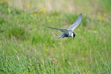 A bird that hunts by flying over green reeds in a wetland. Blurred, green background. Copy space. Common Tern, Sterna hirundo.