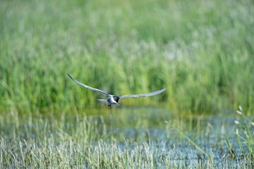 A bird that hunts by flying over green reeds in a wetland. Blurred, green background. Copy space. Common Tern, Sterna hirundo.