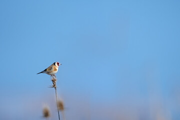 Small colorful bird perched on a dried plant. Blue sky background. European goldfinch, Carduelis carduelis.
