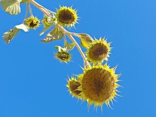 Abstract view looking up at bright sunflowers.