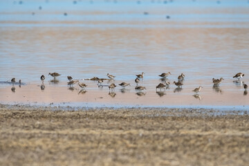 A group of shorebirds that feed near a lake. Little Stint, Calidris minuta.