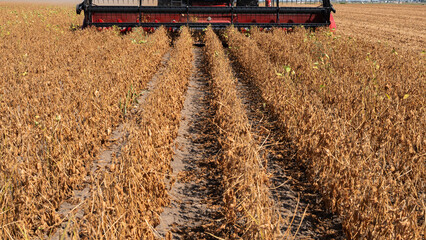 Fototapeta premium Harvesting combine in the wheat.