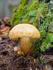 Macro photo of a Gymnopilus on forest floor.