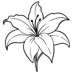 lily flower isolated on white