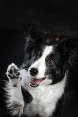senior border collie dog sitting with raised paw in room, happy expression