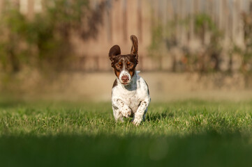 a cheerful dachshund dog runs on the lawn, funny ears fly, happy dog ​​life