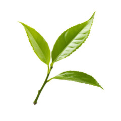 Fresh green tea leaves growing on a stem isolated transparent