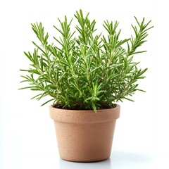 A potted rosemary plant with green leaves against a white background.