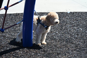 little fluffy dog on a leash,