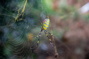 Joro Spider Macro