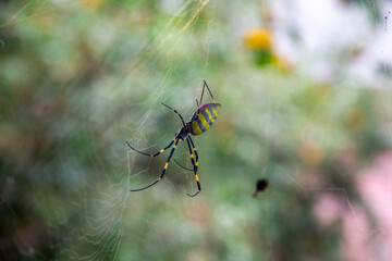 Joro Spider Macro: Side View