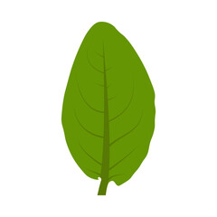 Green sorrel leaf. Part of my color flat set of the 15 best herbs for cooking. Greens on a white. Herbs for meat, fish, drinks and cocktails. For app, design, web, interface, ad. Vector EPS 10.