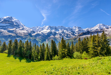 The Swiss Alps at Murren, Switzerland. Jungfrau Region. The valley of Lauterbrunnen from Interlaken.