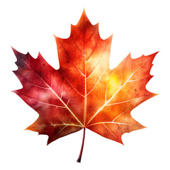 Maple autumn leaf  illustration with transparent background