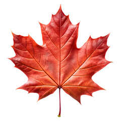  red sugar maple leaf leaves plant nature foliage stalk green tree transparent background