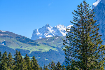 The Swiss Alps at Murren, Switzerland. Jungfrau Region. The valley of Lauterbrunnen from Interlaken.