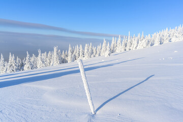 A panoramic view of the covered with snow trees in the snowdrifts. Magical winter forest.