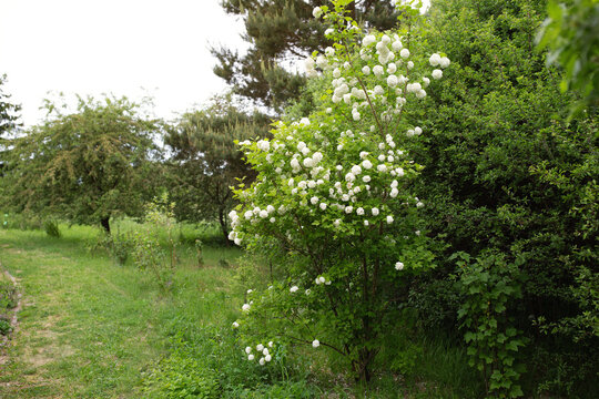 Schneebalstrauch in volle Bl&uuml;te im Garten