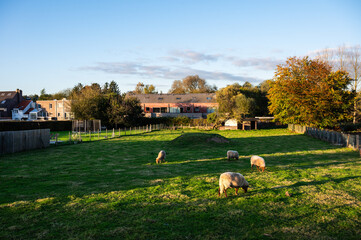 Cultivated backyard with grazing sheep in a meadow in Sint Anna Pede, Flemish Brabant, Belgium