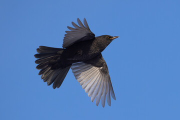 young male Eurasian Blackbird (Turdus merula) in flight agaist blue sky