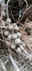 This image features a closeup view of a pile made of roots and branches