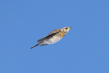 Fieldfare (Turdus pilaris) in flight against blue sky