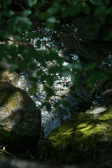 water in the forest