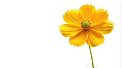 Aerial view of isolated yellow cosmos flower on white background