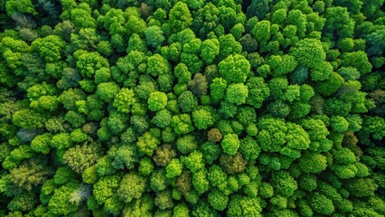 Aerial view of lush green forest canopy