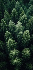 Obraz premium Calm, dark forest green abstract lines create a minimalist wallpaper for a serene display