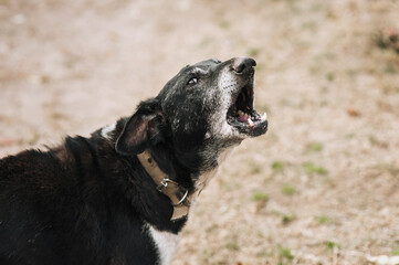 An old angry black mongrel dog barks, shows aggression, bares its teeth. A close-up photo of the...