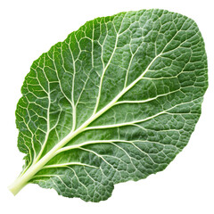 Fresh green collard leaf on white background isolated transparent
