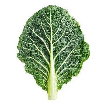 Fresh cabbage leaf on white background isolated transparent