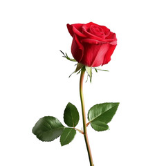 Single red rose on a white background in spring transparent