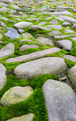 Rocky path covered with moss